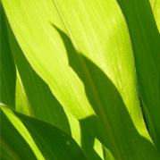 Tanja Meier Grafik Design Print